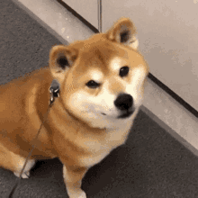 Studio Shiba Winking Gif
